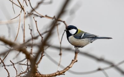 Fugleliv ved Kvassheim friluftsfyr